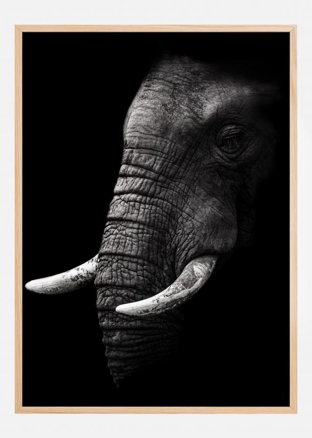 Portrait Elephant Poster