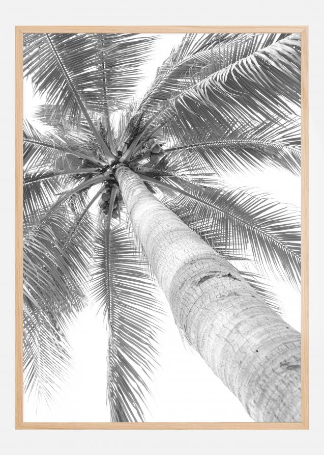 Black and white palmtree Poster
