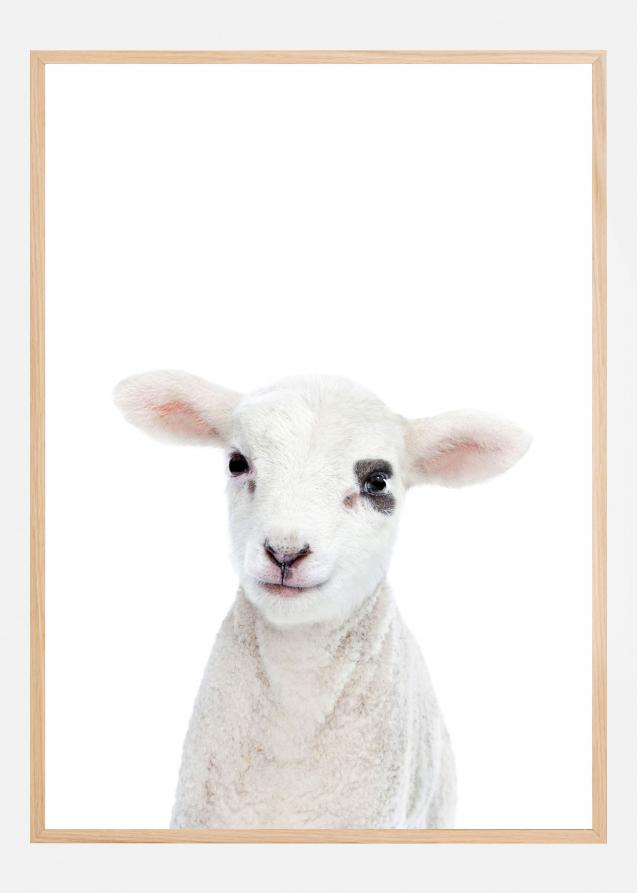 Baby Lamb Poster
