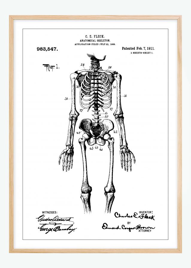 Dessin de brevet - Squelette anatomique I - Poster
