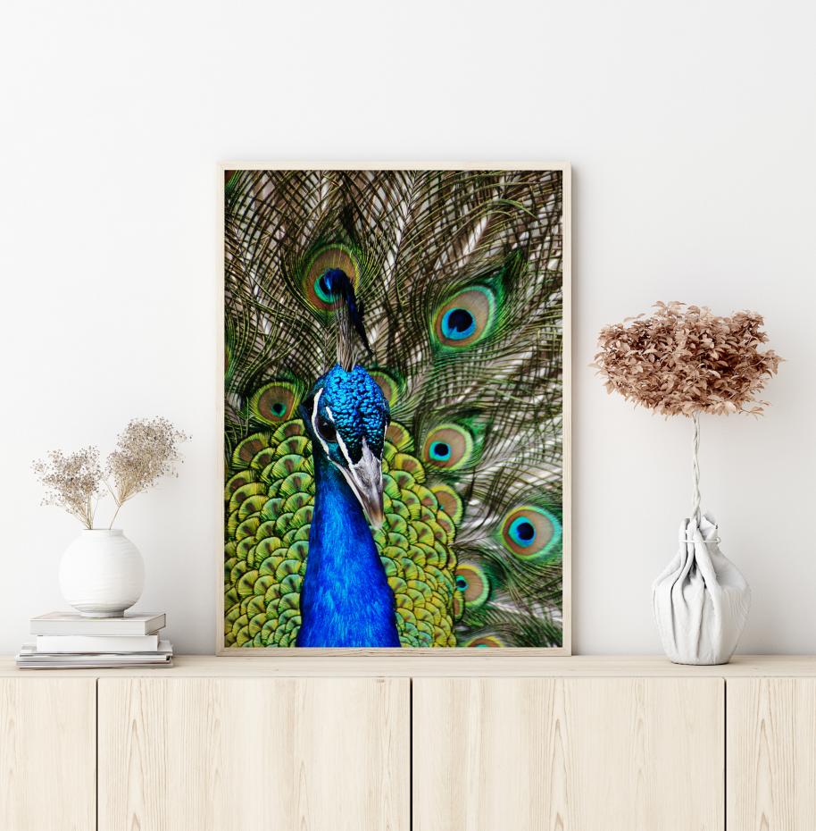Peacock I Poster