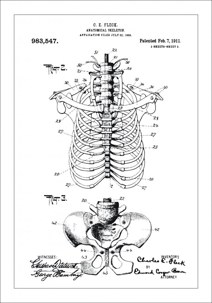 Dessin de brevet - Squelette anatomique II - Poster