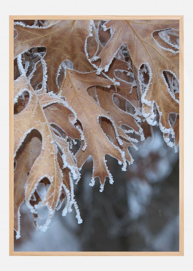Frosty Leafs Poster