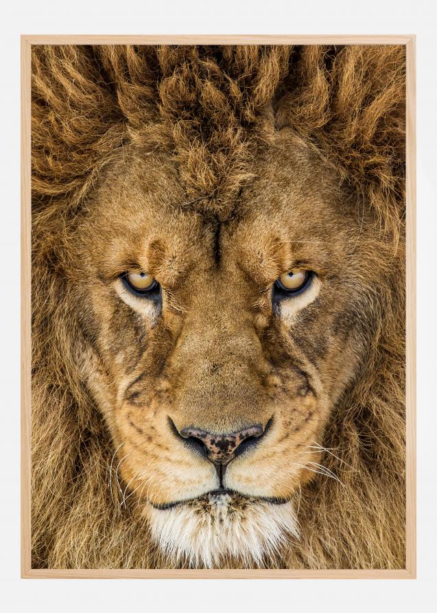 Serious Lion Poster
