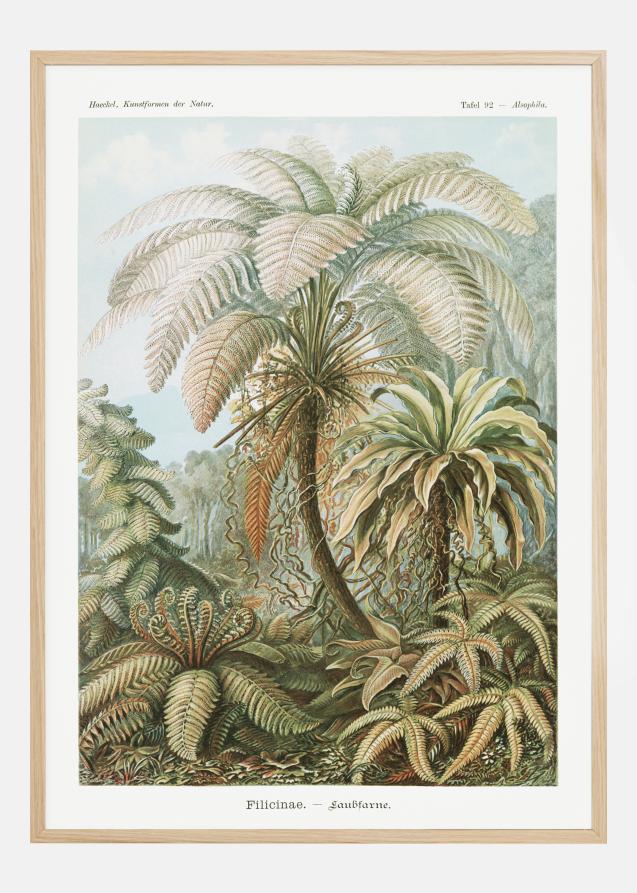 Botanicum Poster