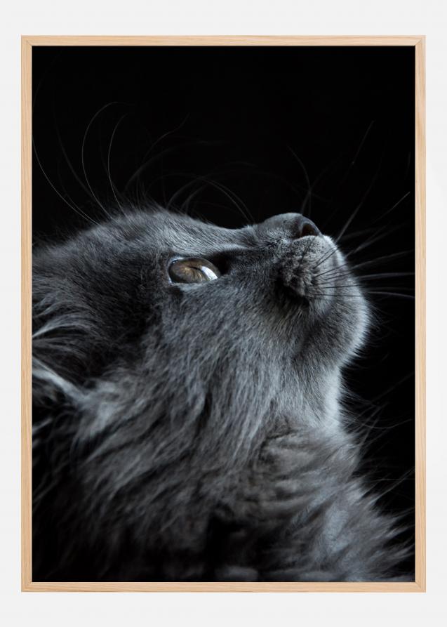 Kitten Poster