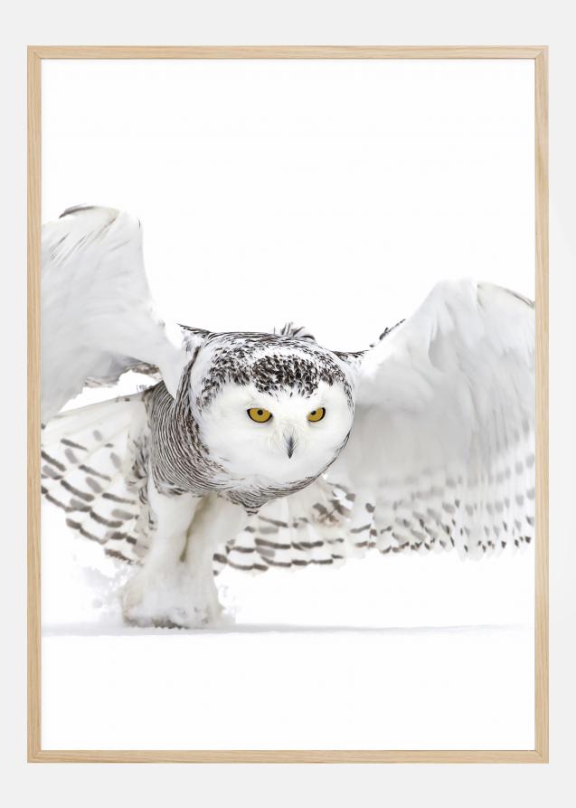 Snowy Owl Jazz Wings Poster