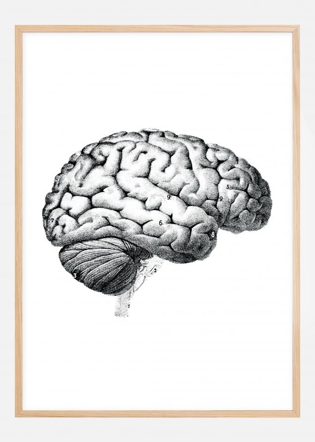 Planche avec parties du cerveau Poster