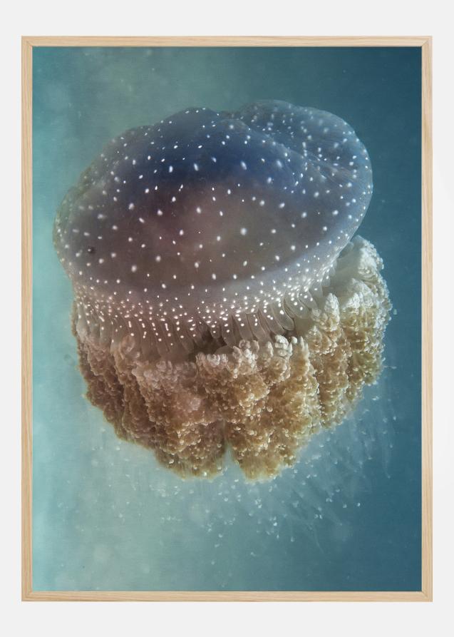 Jellyfish Phylorhiza punctata Poster