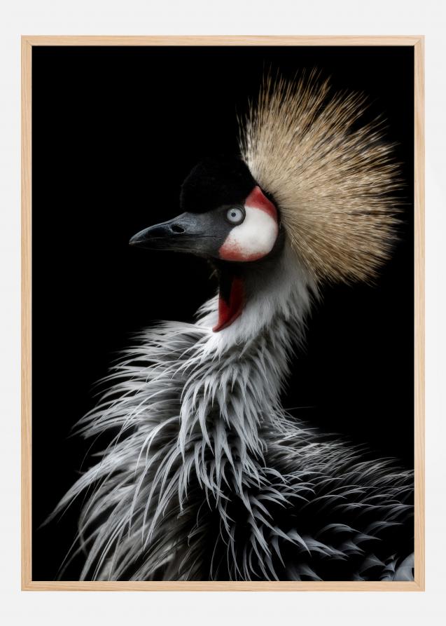 Crowned cranes portrait Poster