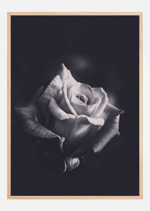 Grey rose Poster