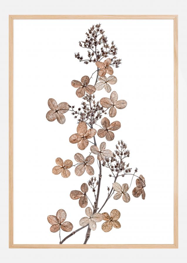Hydrangea Paniculata Poster
