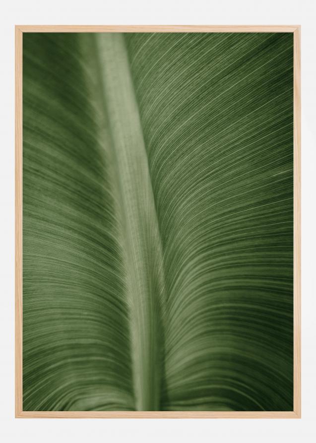 Structure Of Leaves Poster