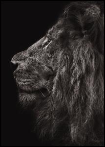 Lion In Profile Poster