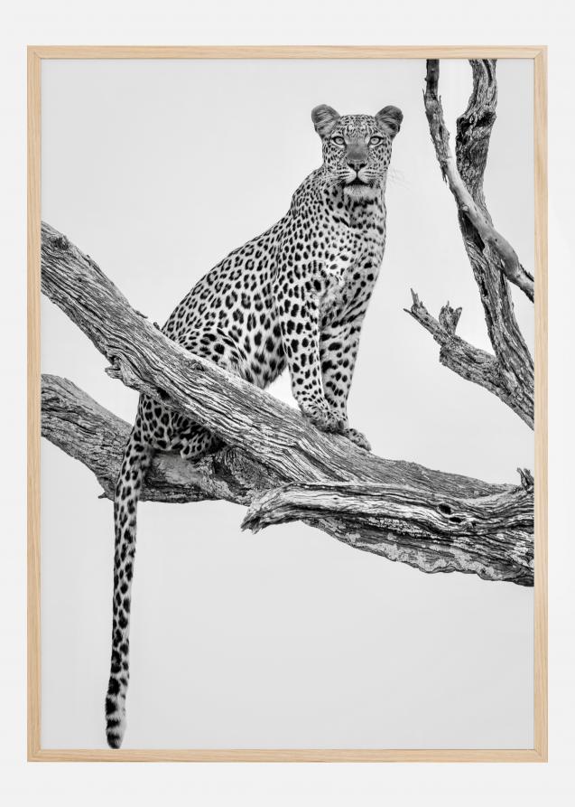 Leopard Portrait Poster