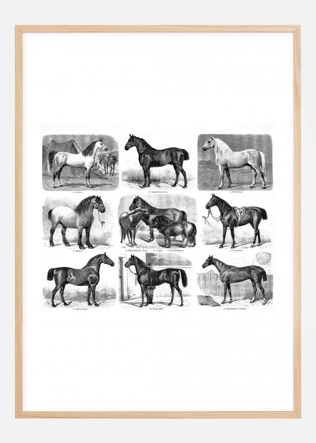 Races de chevaux Poster
