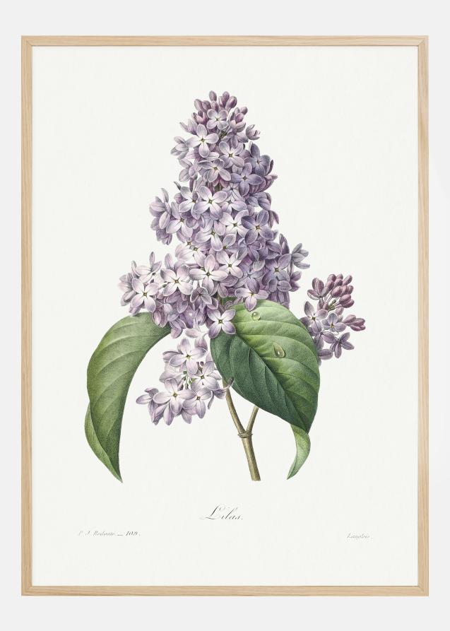Lilac Flower Poster