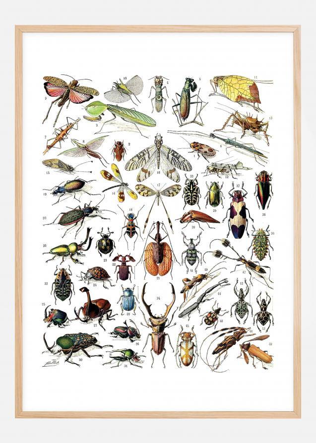 Planche avec insectes II Poster