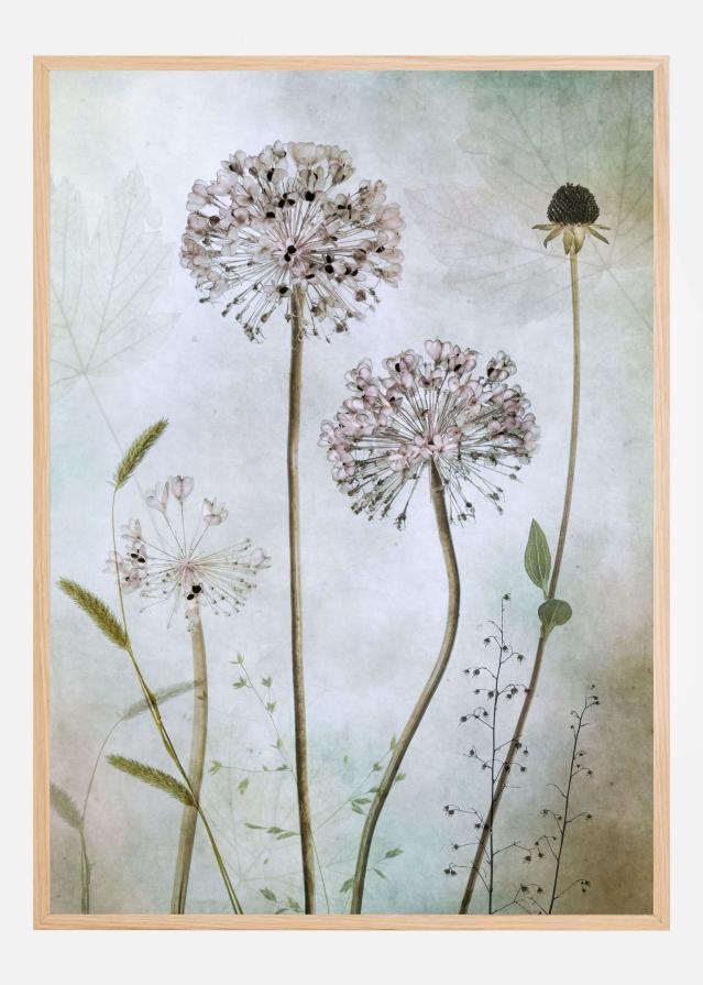 Allium Poster