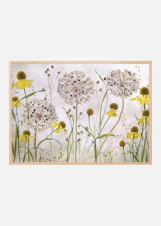 Alliums and heleniums Poster