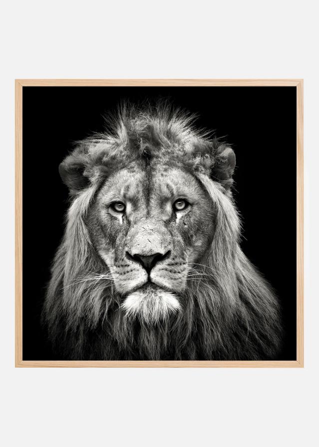 Young Male Lion Poster