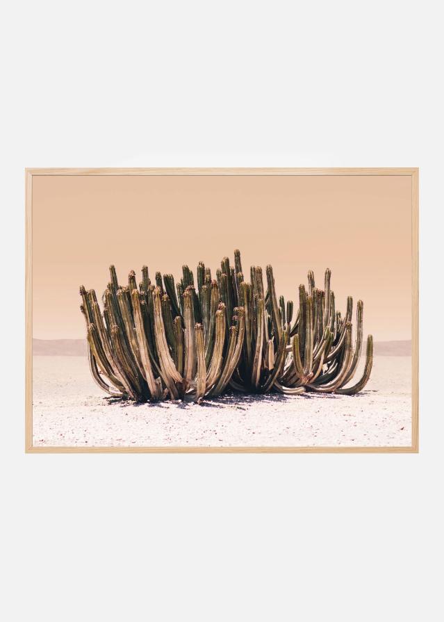 Peach Sky Cactus Poster