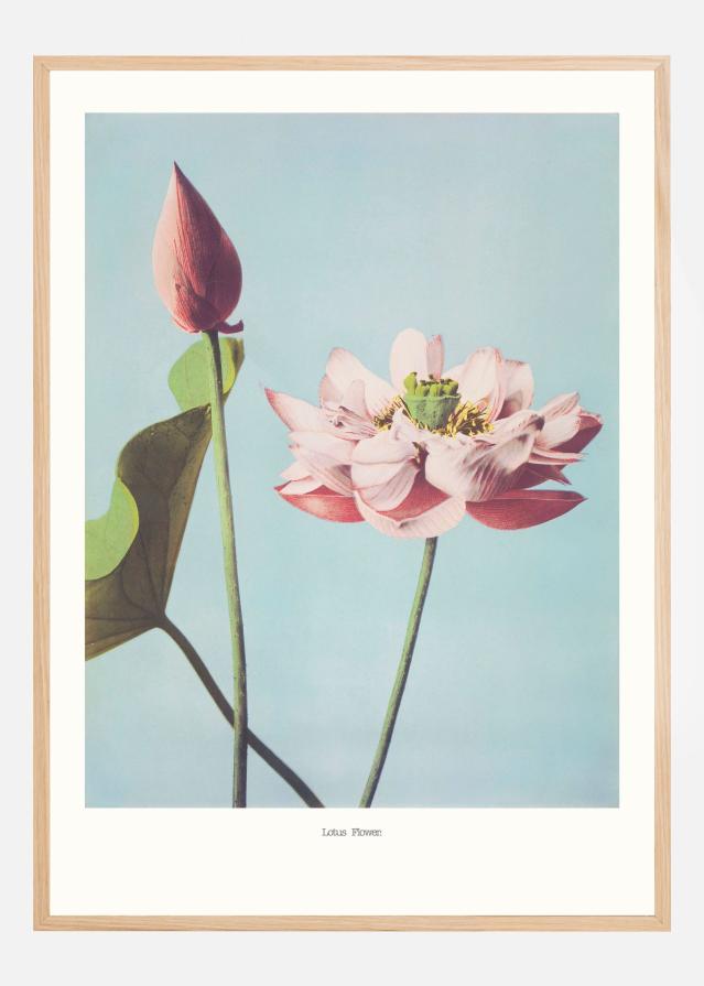 Lotus Flowers Poster