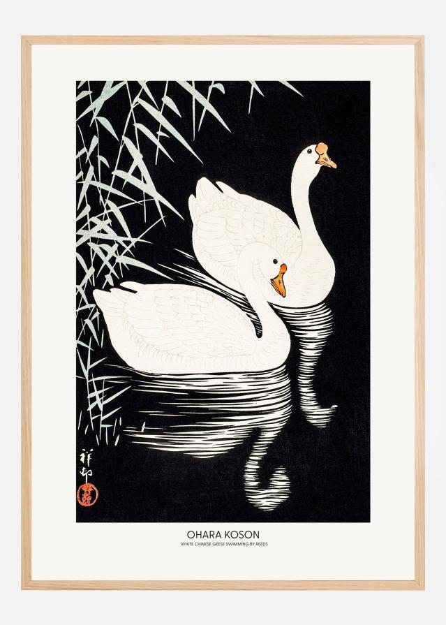 White Chinese Geese Swimming by Reeds Poster