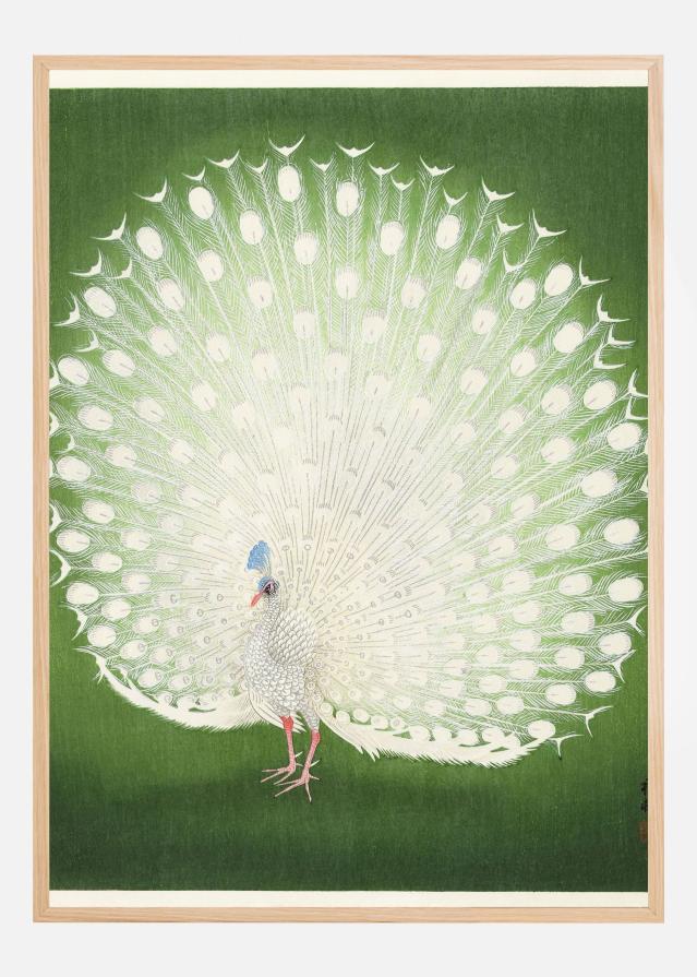 Peacock Poster