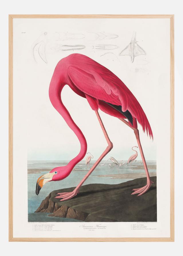 Pink Flamingo From Birds of America (1827) Poster