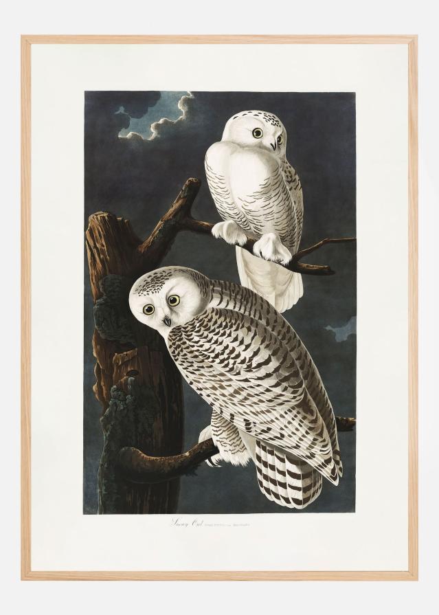 Snowy Owl From Birds of America (1827) Poster