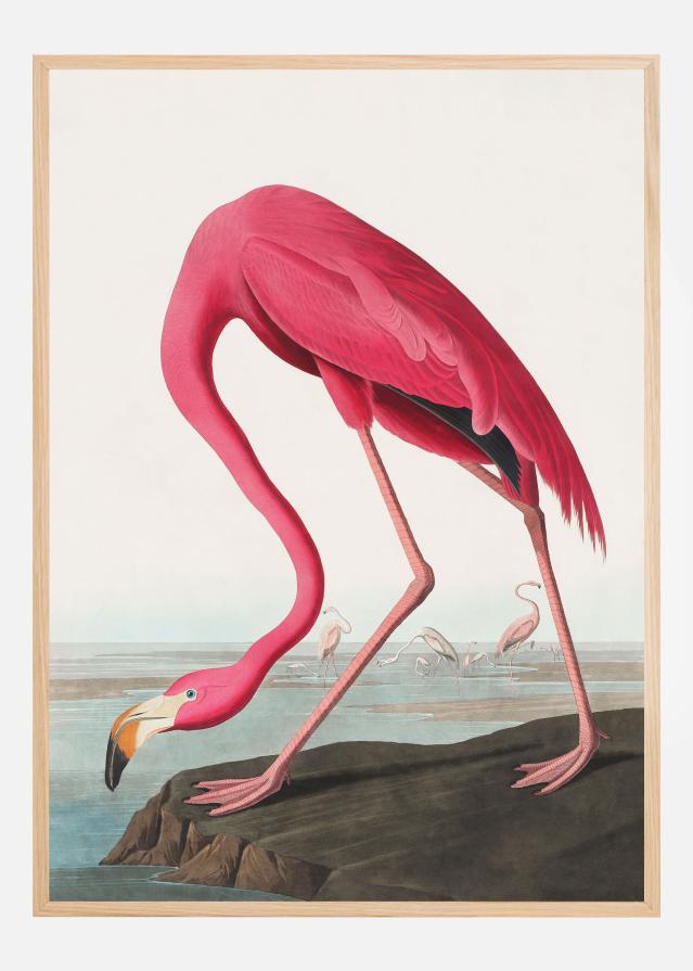 Pink Flamingo Ii From Birds of America (1827) Poster