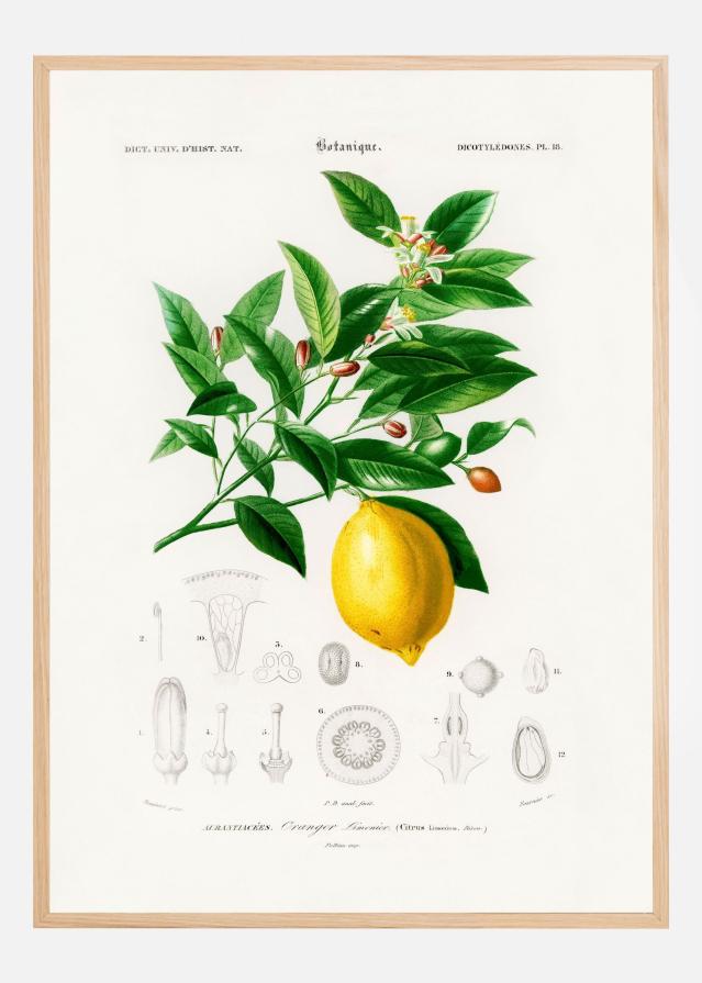 Lemon (citrus Limonium) Poster