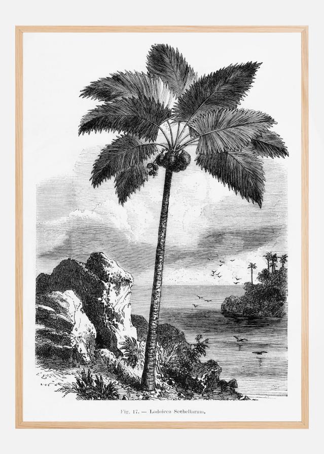 Vintage Palm Tree Drawing I Poster