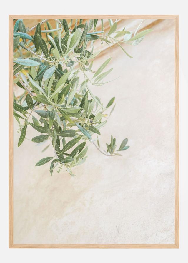 Olive Tree Leaves Poster