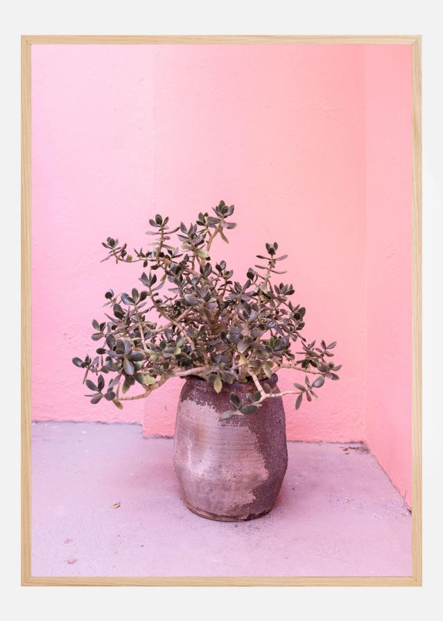 Spanish Rustic Succulent Poster