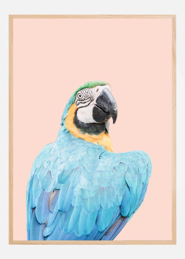 Blue Macaw Poster