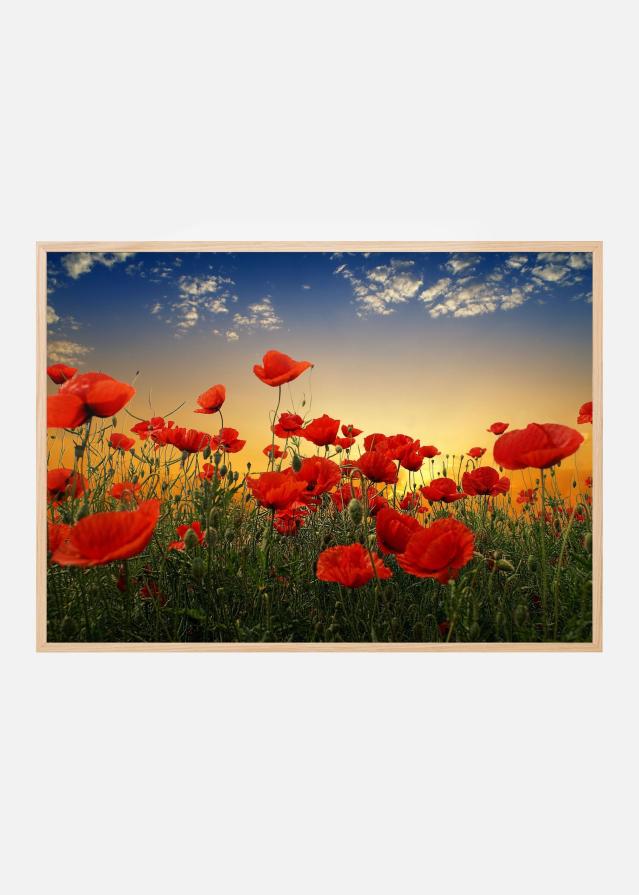 Poppies Poster