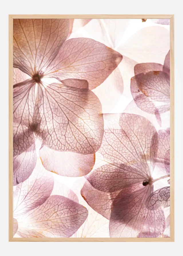 Orchid Poster