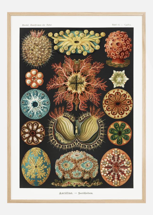 Animalium Poster