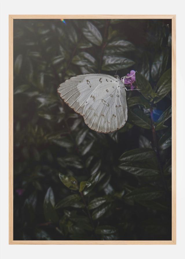 Butterfly Poster