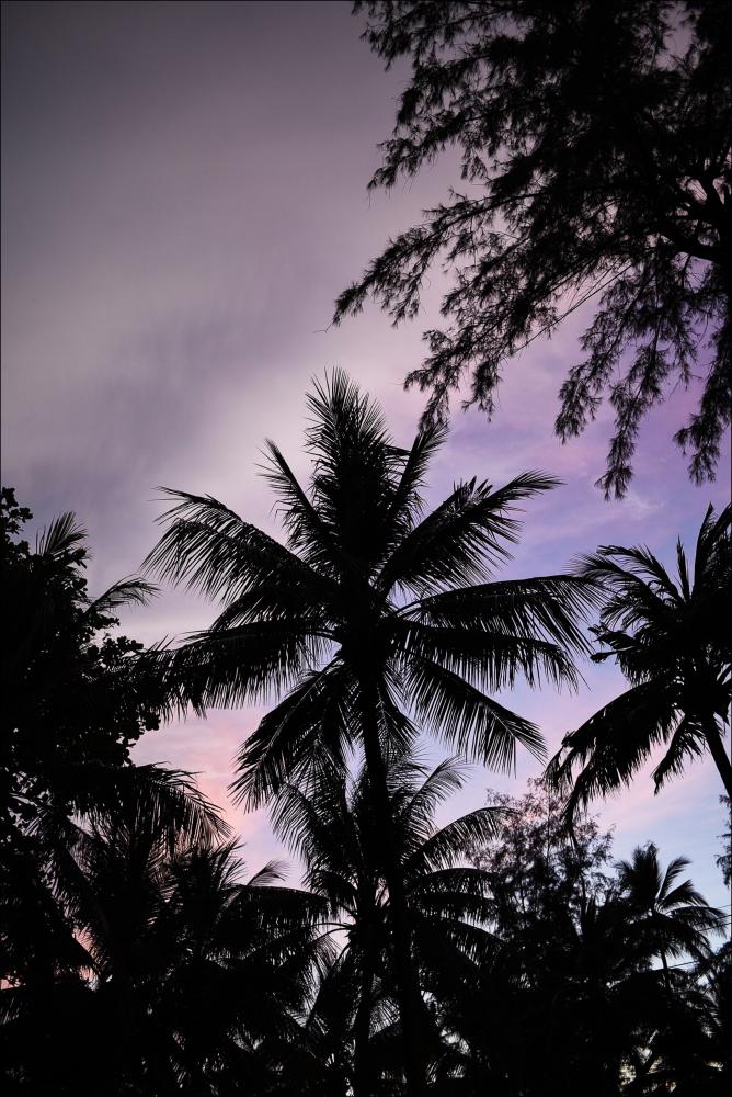 Sunset Palms Poster