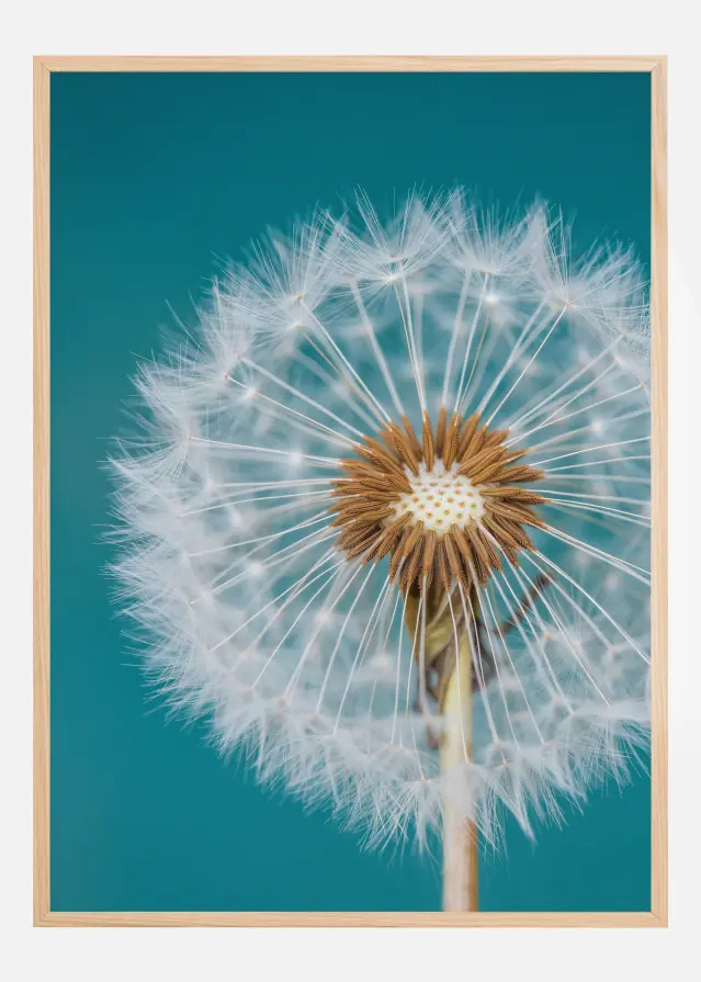 Dandelion Macro Sky Poster