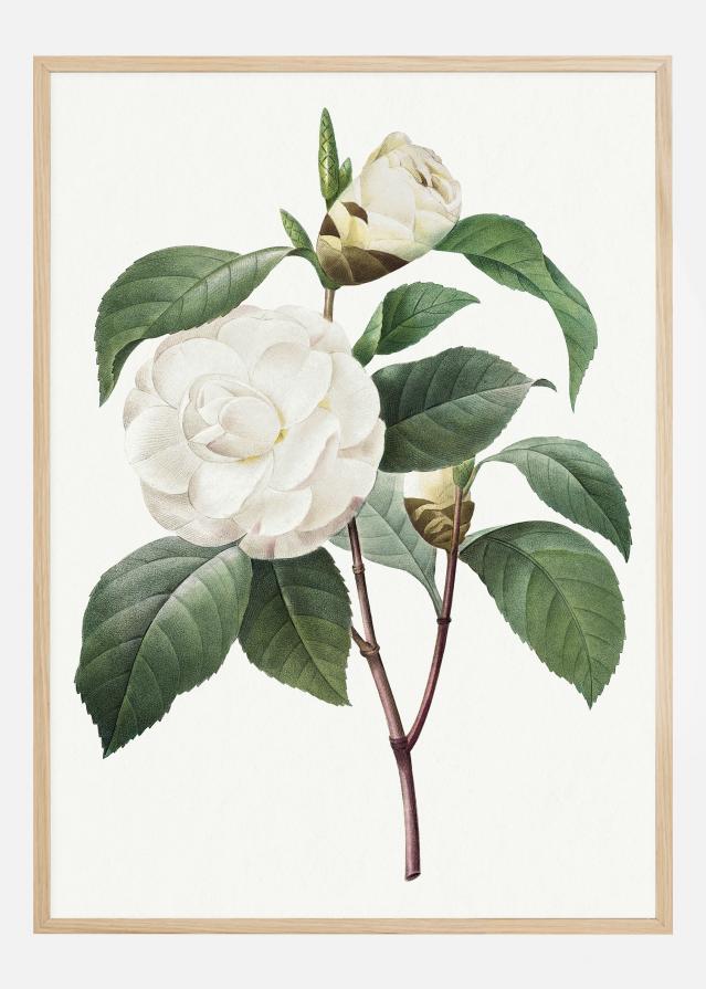 White Rose Poster