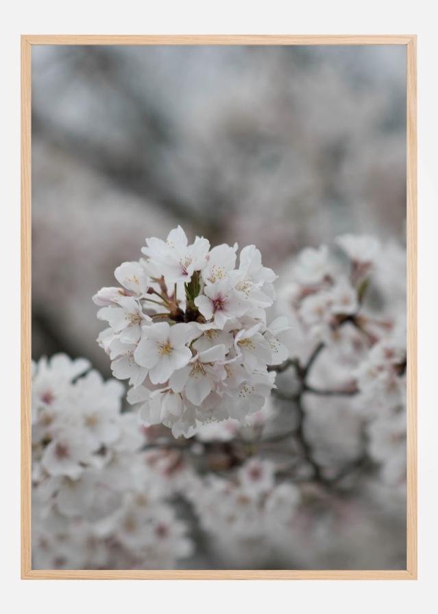 Cherryblossom Poster