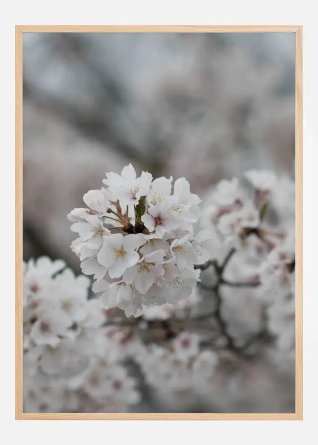 Cherryblossom Poster