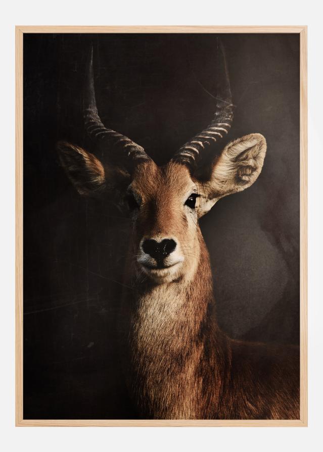 Antelope Poster