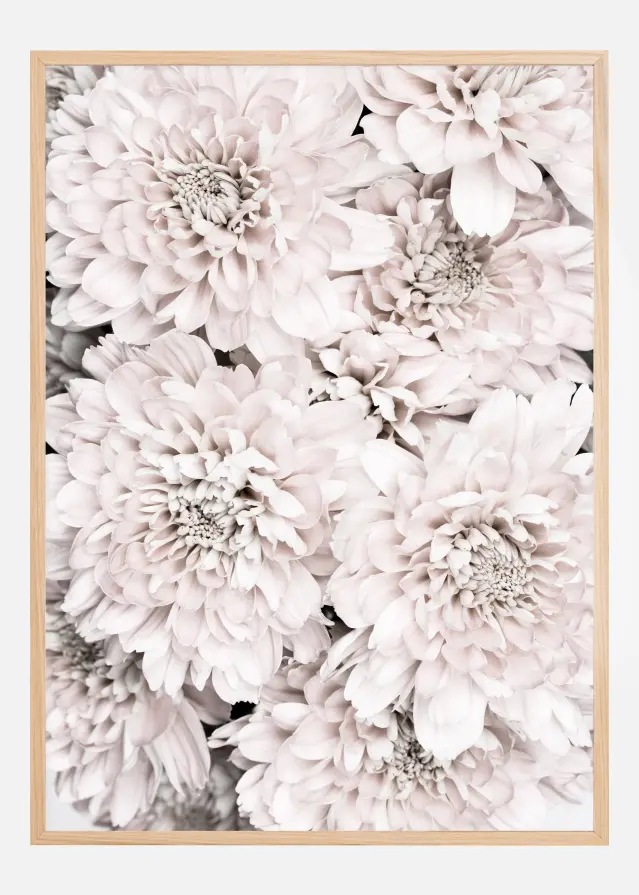 Chrysanthemum II Poster