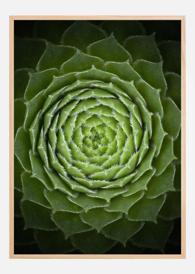 Succulent Poster