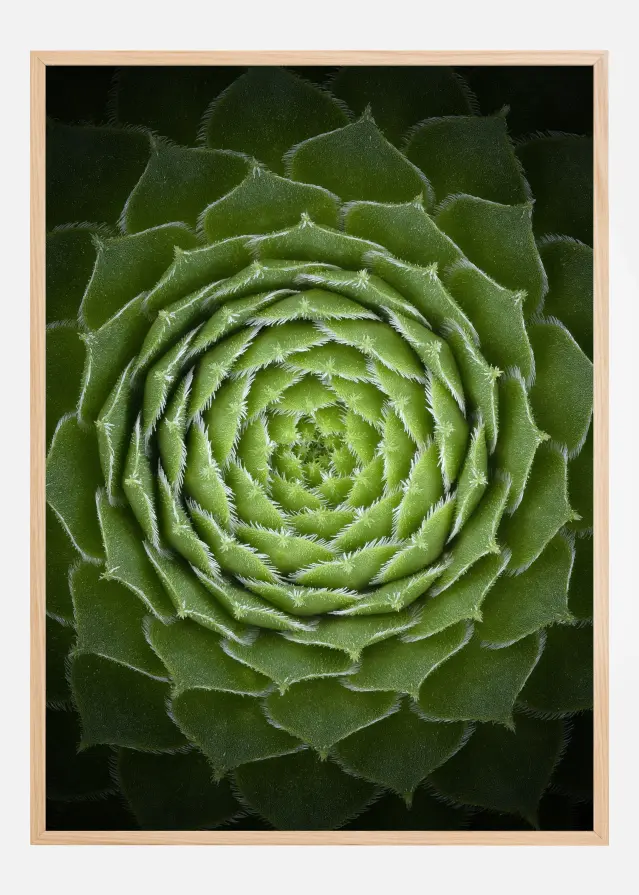 Succulent Poster